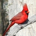 Arizona Cardinal - Photo (c) Sam Hough, some rights reserved (CC BY-NC), uploaded by Sam Hough