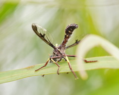Daptolestes