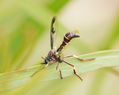Daptolestes