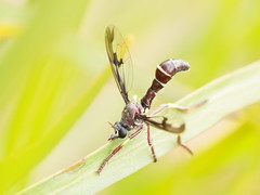 Daptolestes