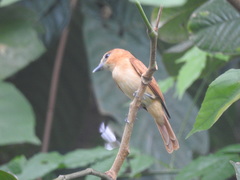 Pachyramphus cinnamomeus