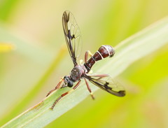 Daptolestes