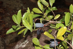 Beilschmiedia roxburghiana