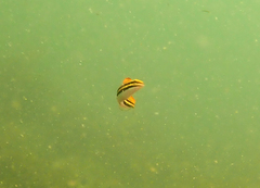 Petroscirtes fallax