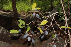 Beilschmiedia roxburghiana