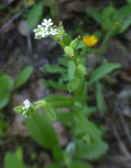 Myosotis macrosperma