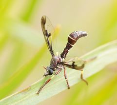 Daptolestes