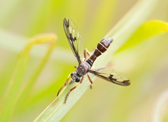 Daptolestes