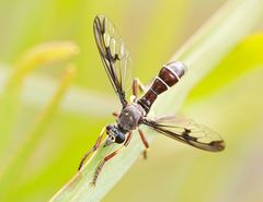 Daptolestes