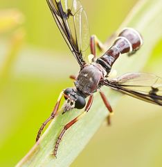 Daptolestes