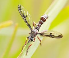 Daptolestes
