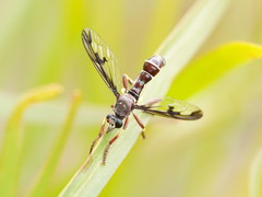 Daptolestes
