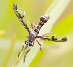 Daptolestes