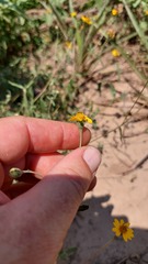 Zexmenia brachylepis