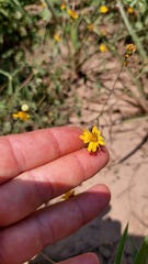 Zexmenia brachylepis