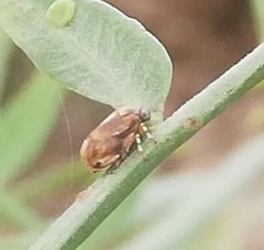 Hemiptera