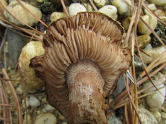Tricholoma albobrunneum