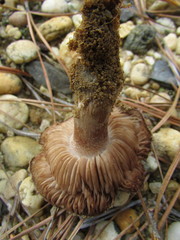 Tricholoma albobrunneum