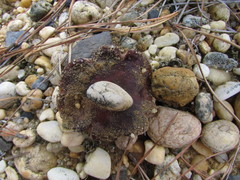 Tricholoma albobrunneum