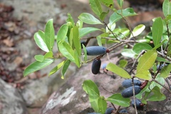 Beilschmiedia roxburghiana