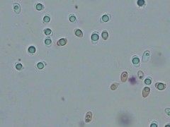 Tricholoma albobrunneum