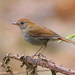 Ruddy-capped Nightingale-Thrush - Photo (c) Muchaxo, some rights reserved (CC BY-NC-ND)
