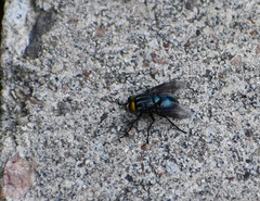 Sarconesiopsis magellanica