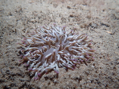 Heteractis
