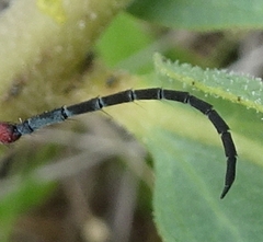 Tetraopes texanus