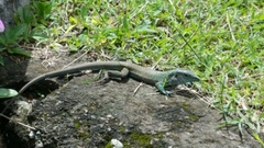 Ameiva tobagana