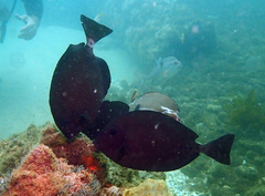 Prionurus microlepidotus