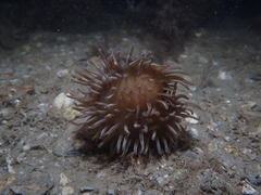 Heteractis