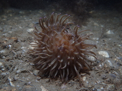 Heteractis