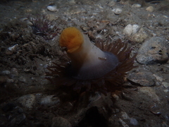 Heteractis