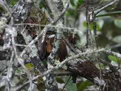 Pseudocolaptes boissonneautii