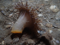 Heteractis