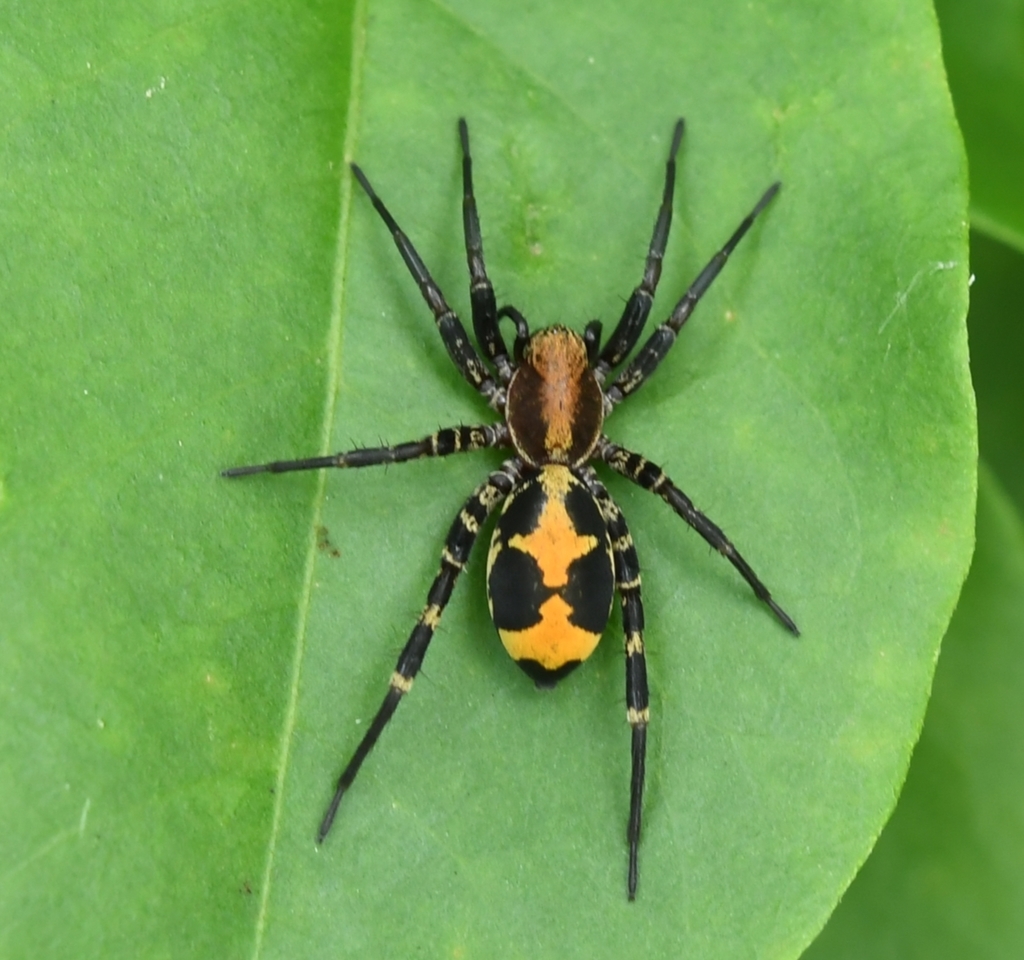 Castianeira azteca