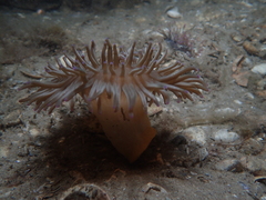 Heteractis