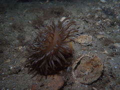 Heteractis