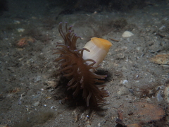 Heteractis