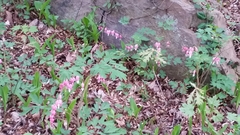 Lamprocapnos spectabilis