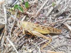 Schistocerca piceifrons peruviana