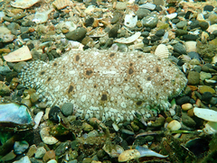 Aseraggodes lenisquamis