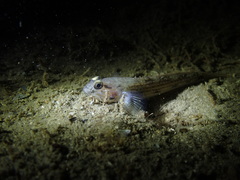 Acentrogobius pflaumii