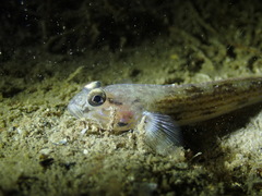 Acentrogobius pflaumii