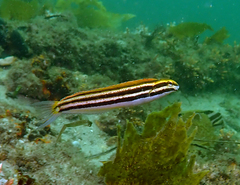 Petroscirtes fallax