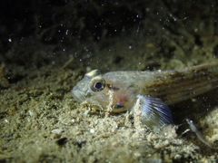 Acentrogobius pflaumii