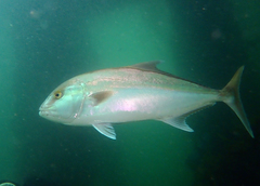 Seriola hippos