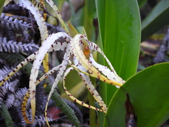 Maxillaria patens