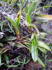 Maxillaria patens